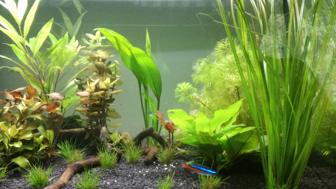 Aquarienpflanzen kaufen, einsetzen und pflegen Süßwasseraquarium